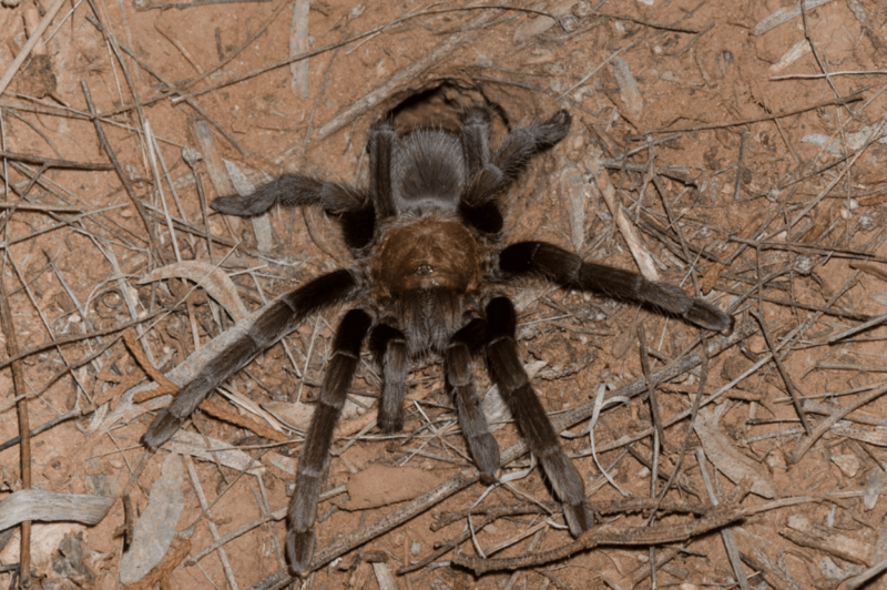 Colorado Tarantula