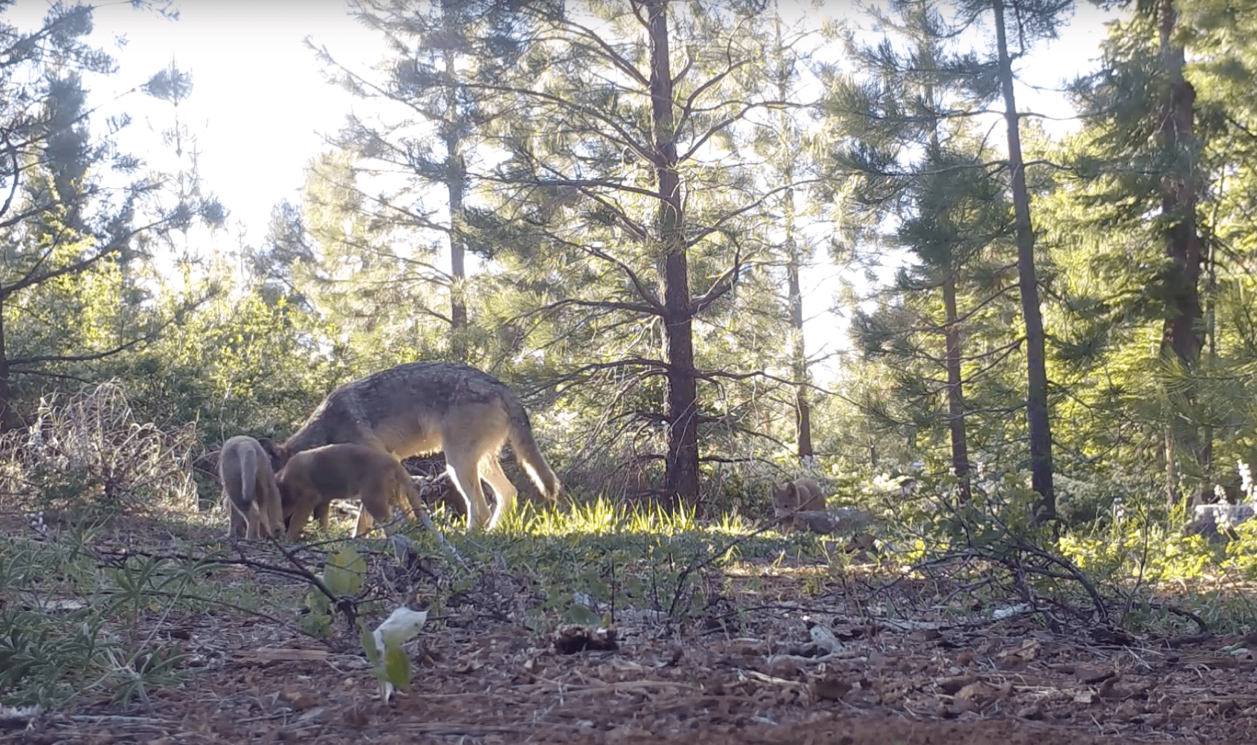 wolf, pups, wolves, california, wolf pack