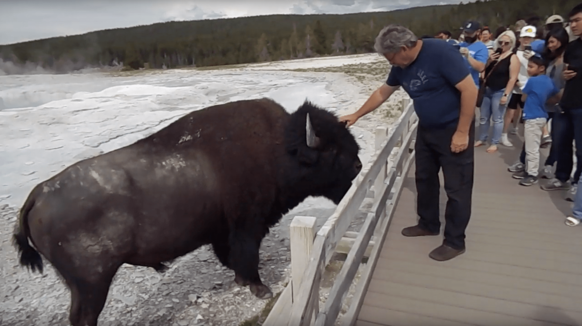 bison, Yellowstone