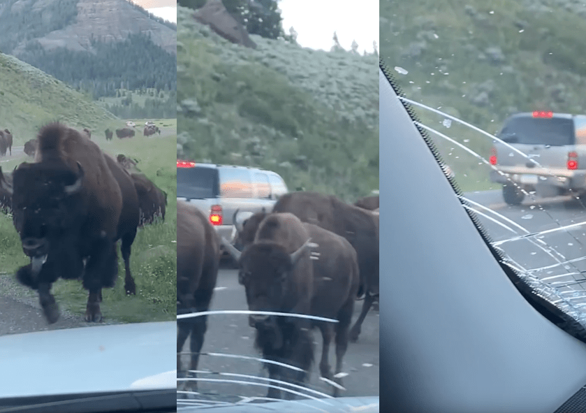 stampede, bison, Yellowstone, Wyoming,