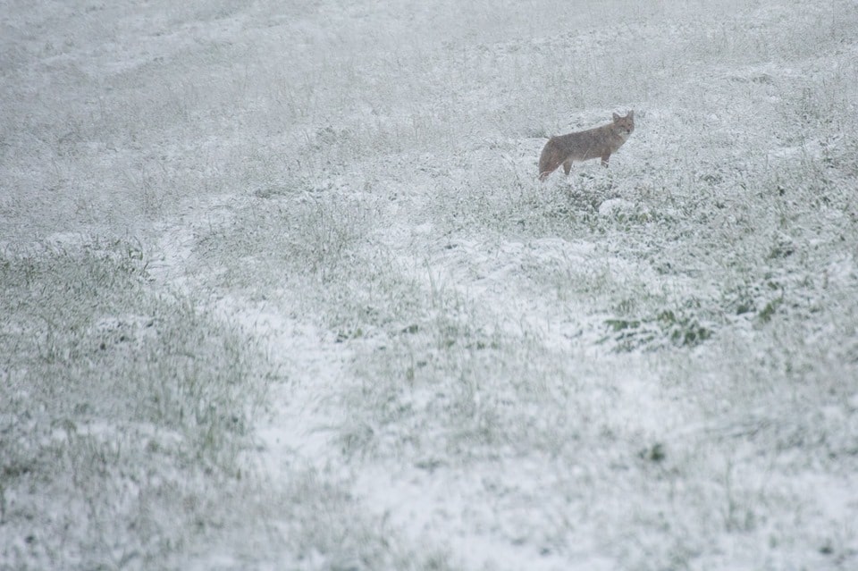 alta, Utah, snow, first snow