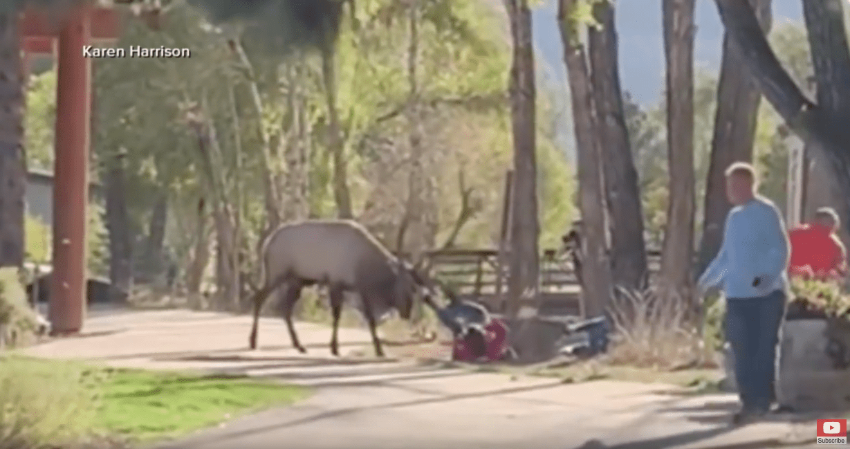elk, colorado, Estes Park, attacked woman