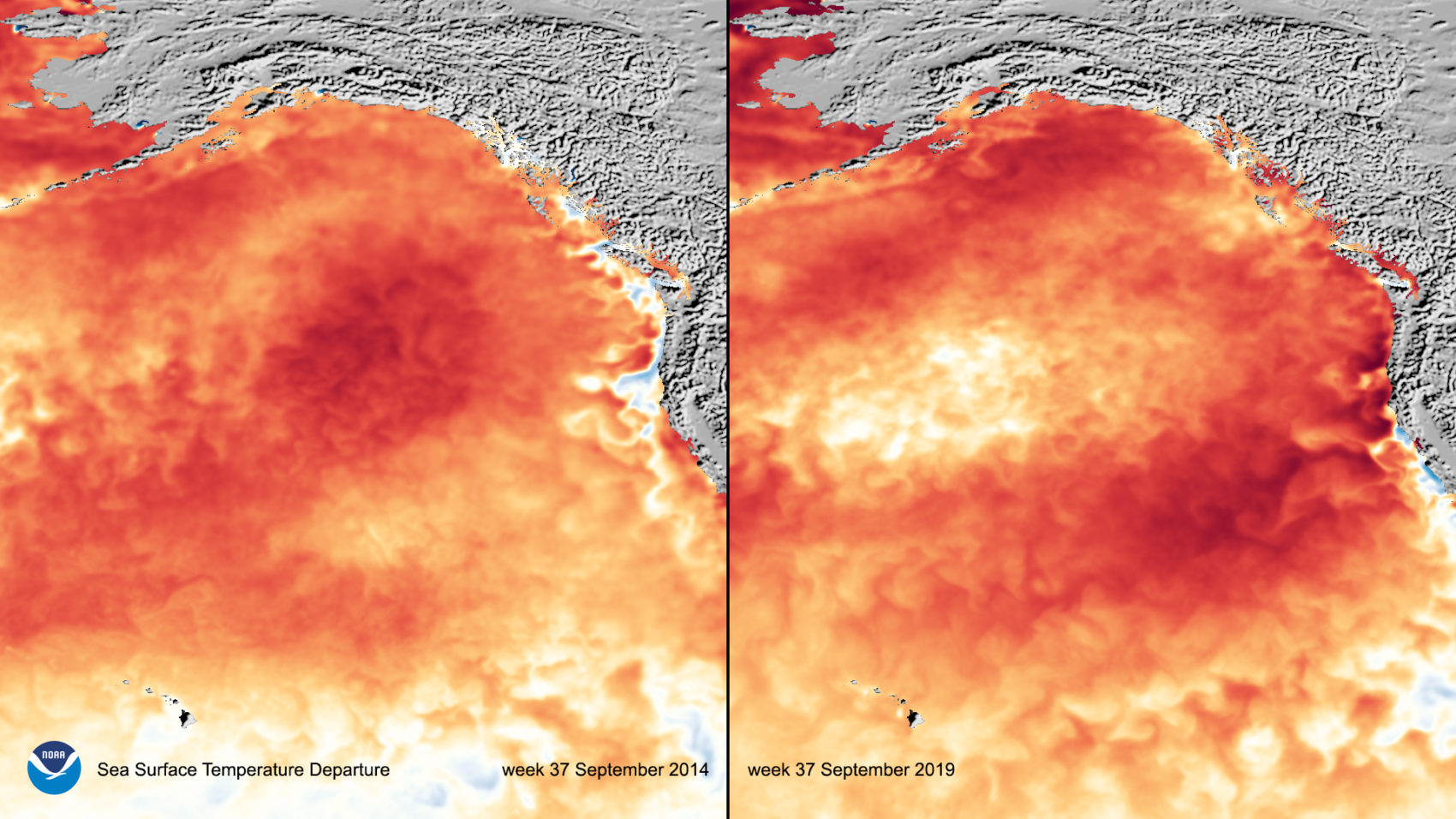 pacific, the blob