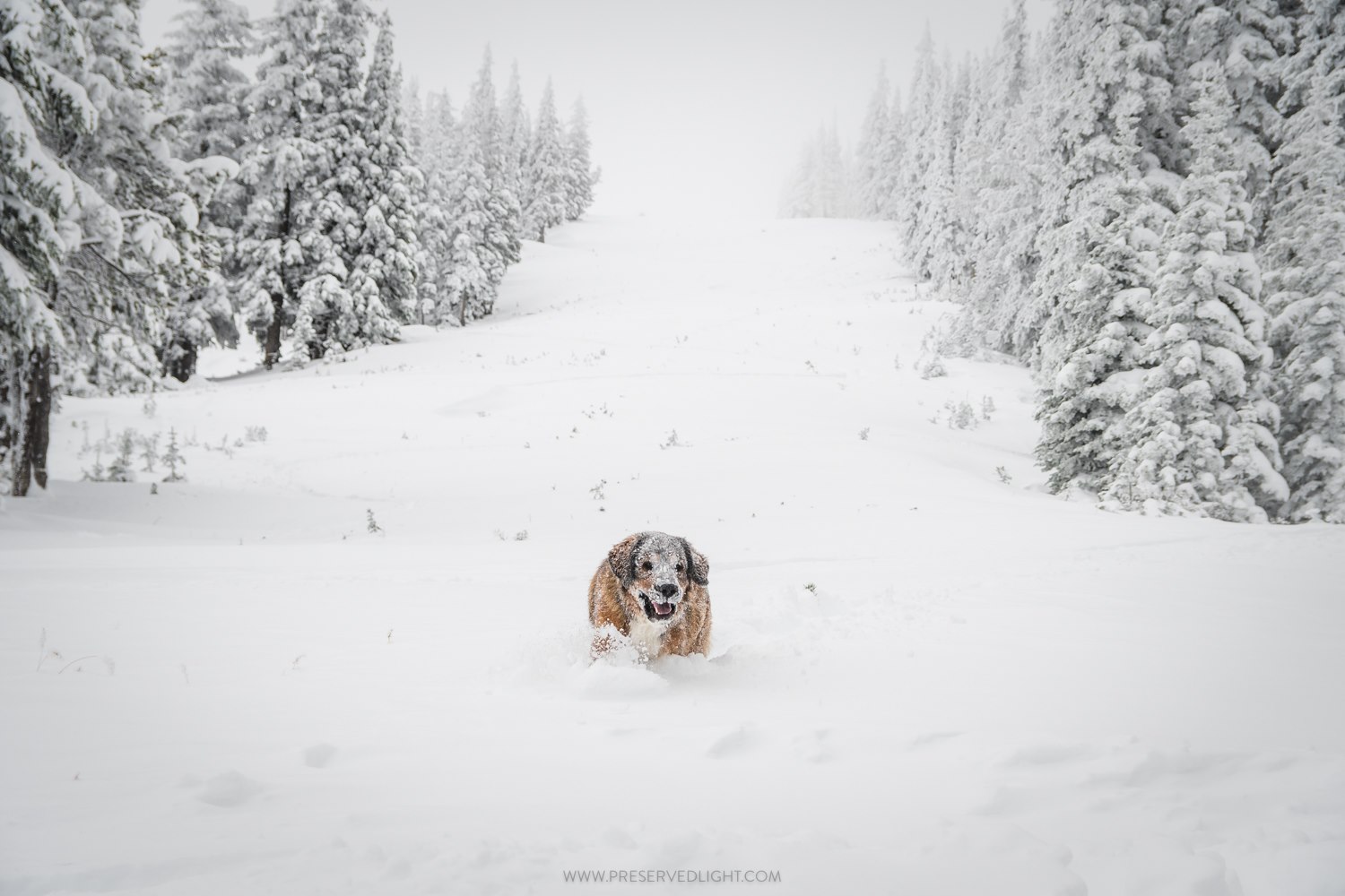 apex mountain, canada