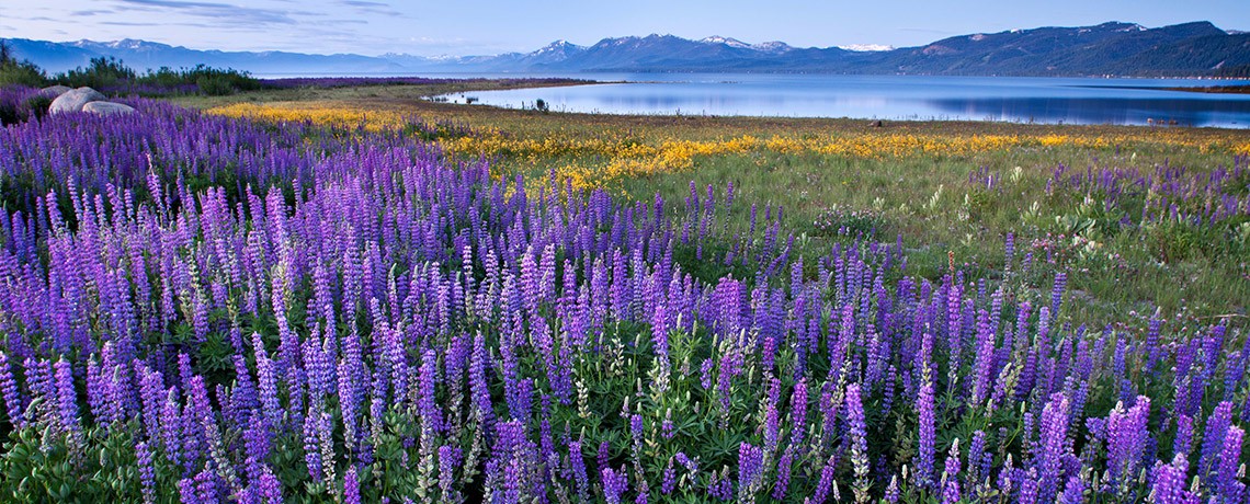 Protect Lake Tahoe 