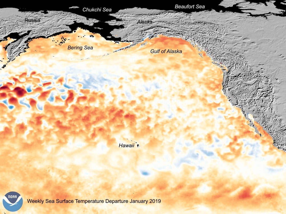 the blob, pacific, california