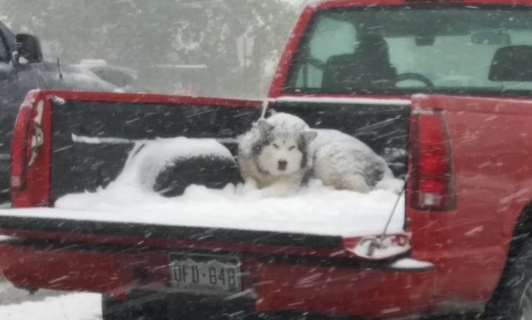 dog, snow, malamute, cruelty,