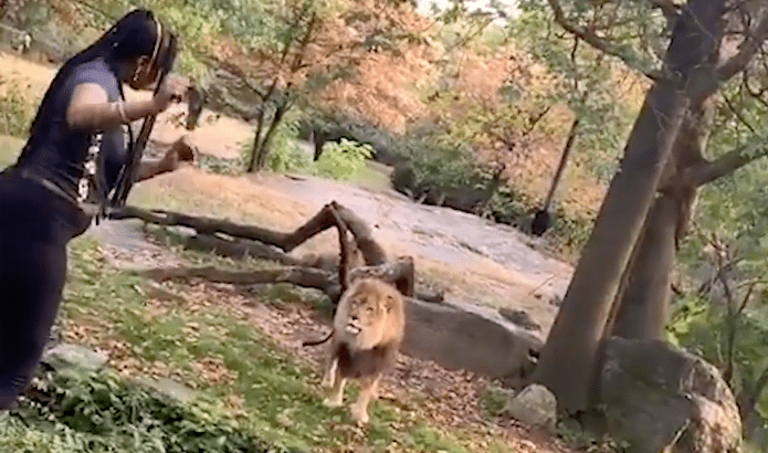 lion, bronx, New York