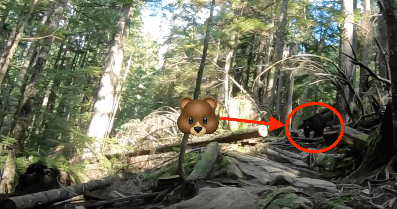bear, chases mountain bikers, mount Seymour, Canada, bc