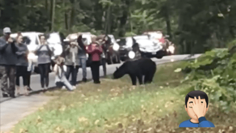 smoky mountains, Tennessee, bear,