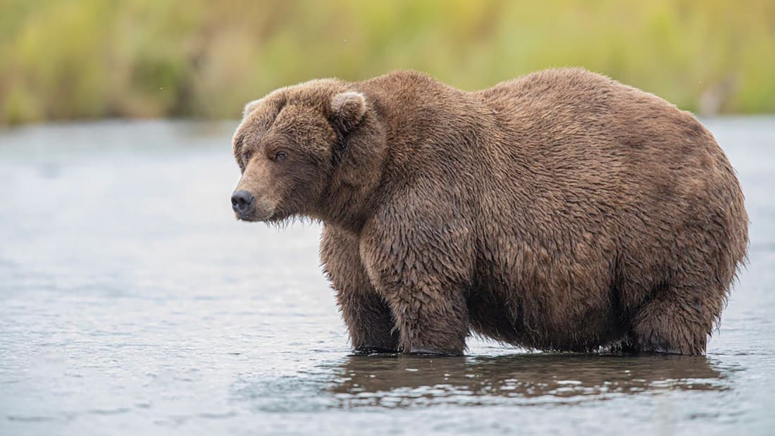 fat bear, Alaska,