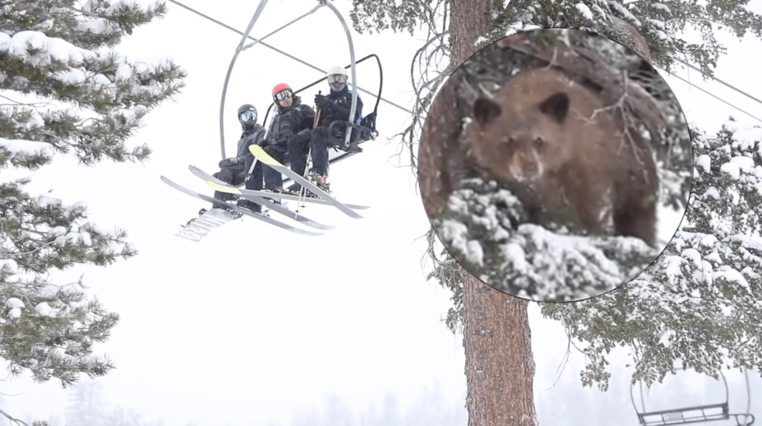mammoth, bear, california