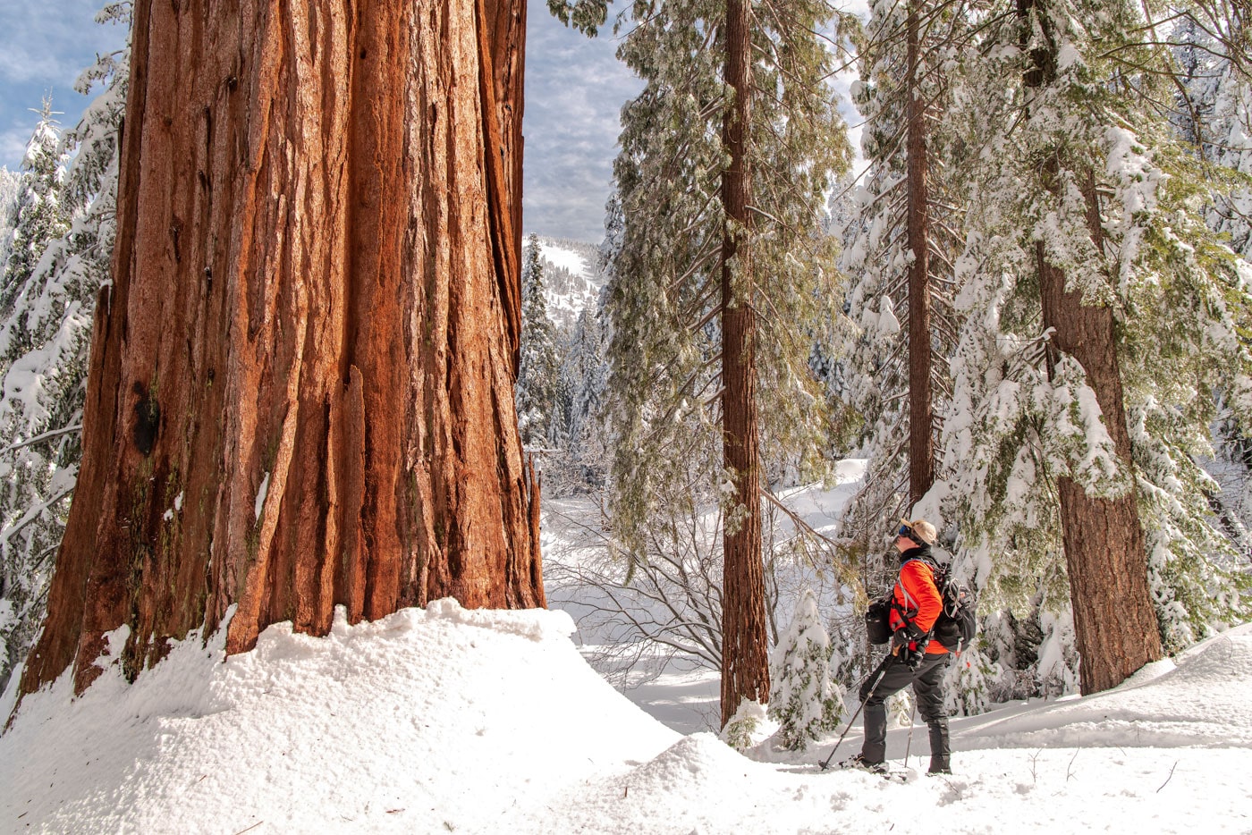 Giant Sequoia