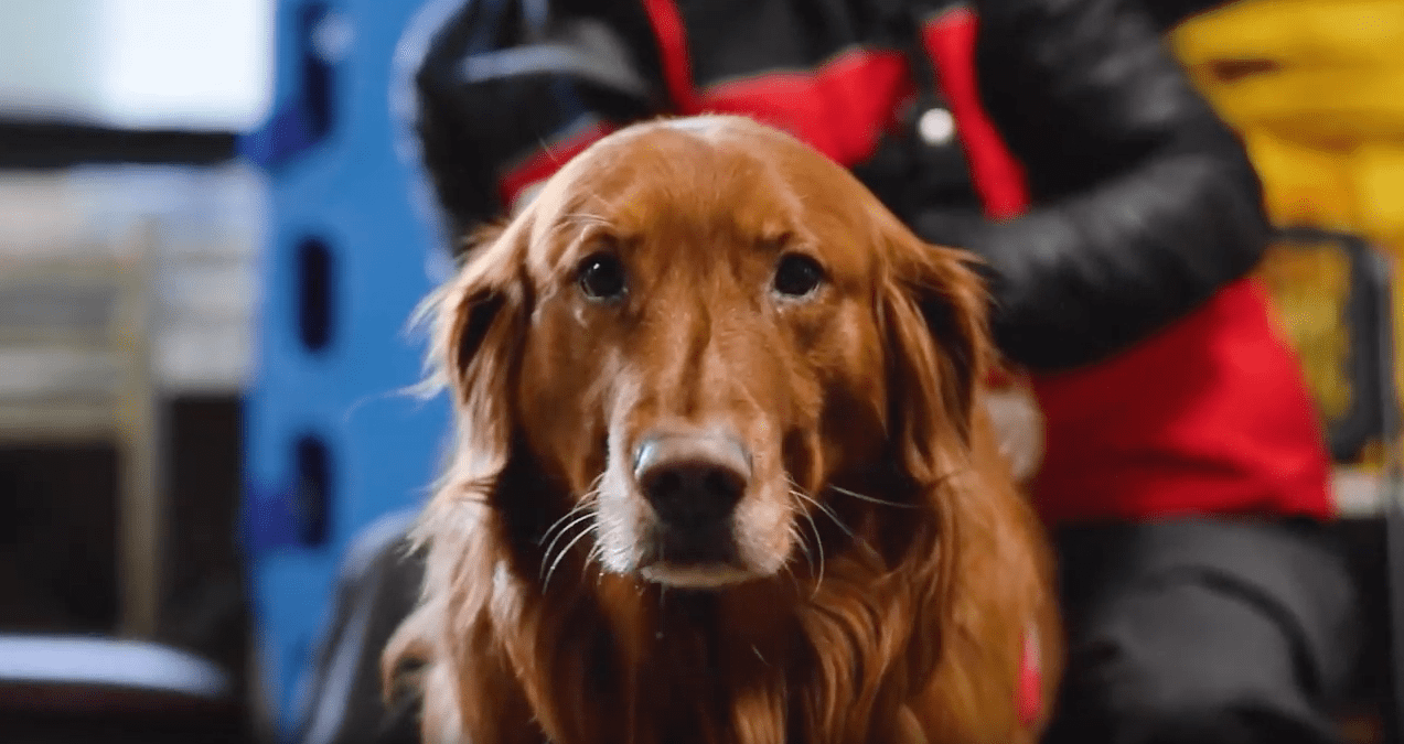 dogs, avalanche, Sierra-at-tahoe, california
