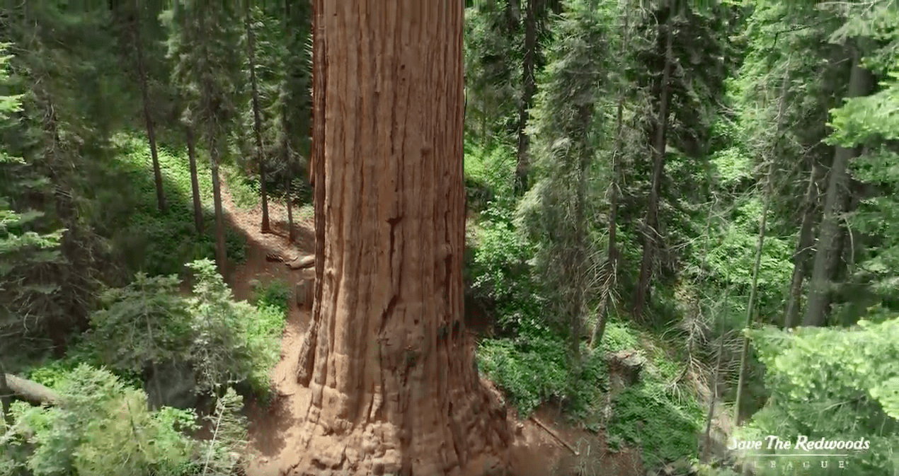 redwood,