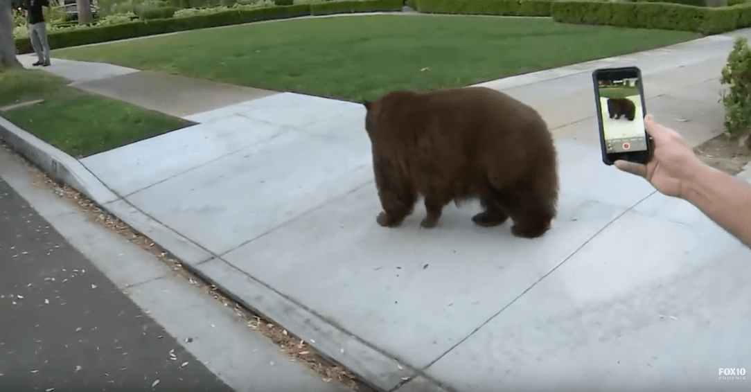 bear, california,