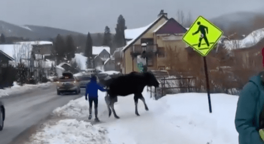 breckenridge, moose, colorado