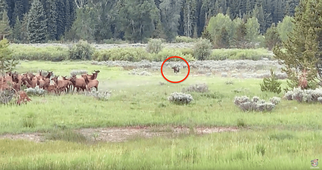 grizzly, hunting, elk