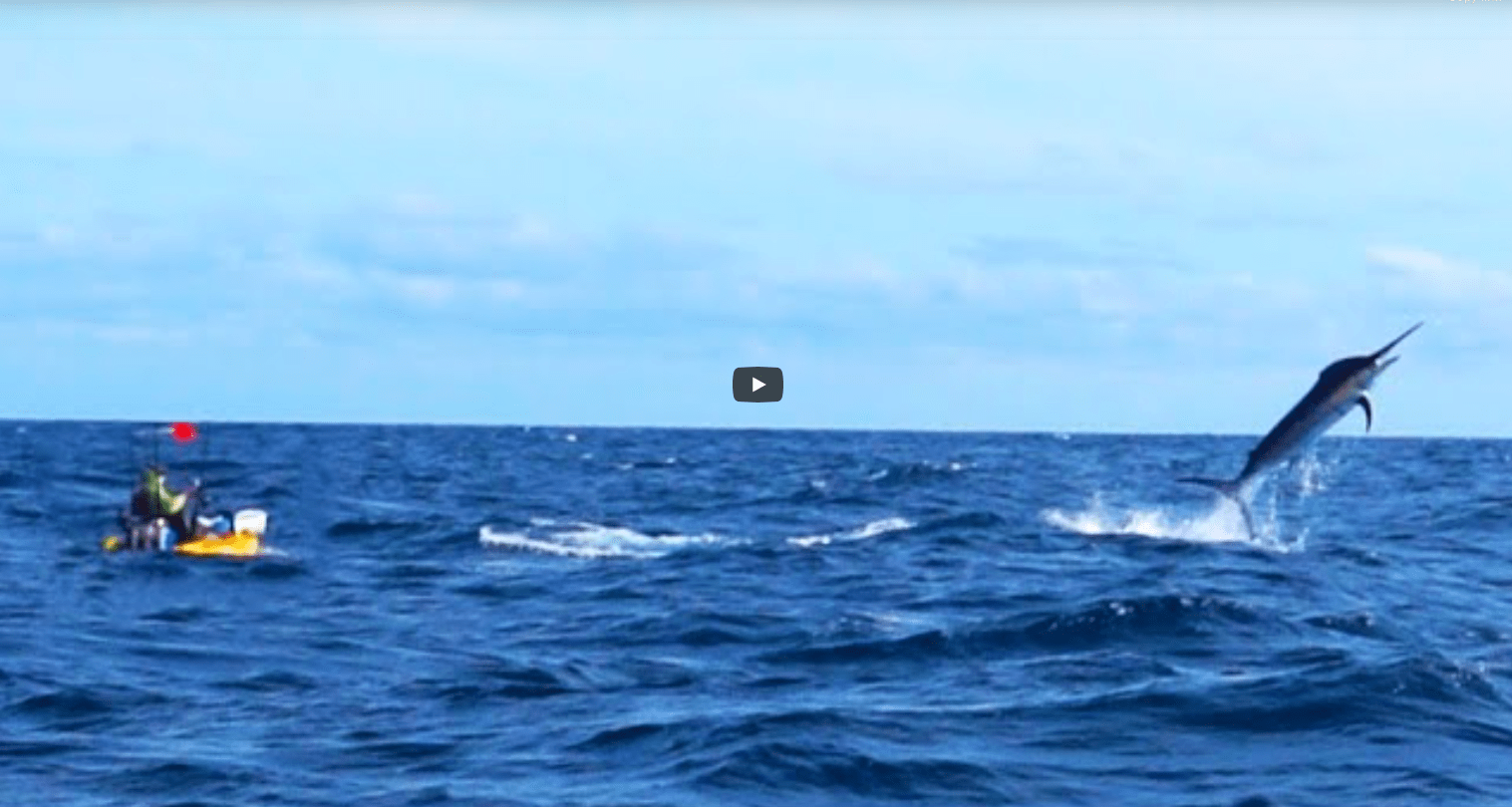 marlin