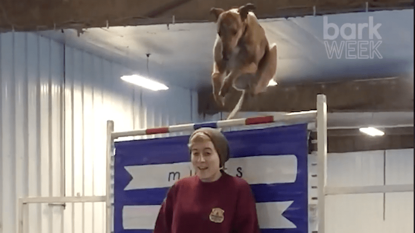dogs, jumping,