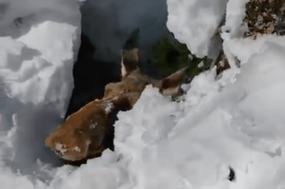 moose, rescued, tree well
