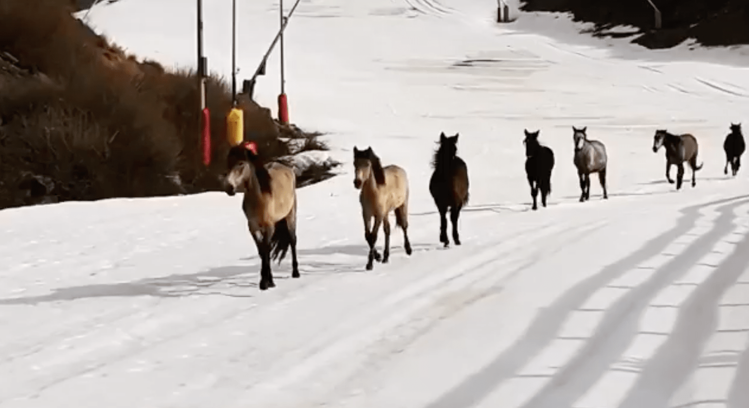 wild horses, spain,