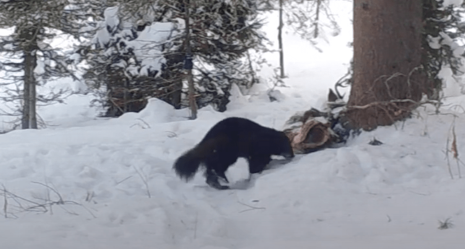 wolverine, tetons