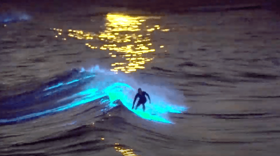surfer,