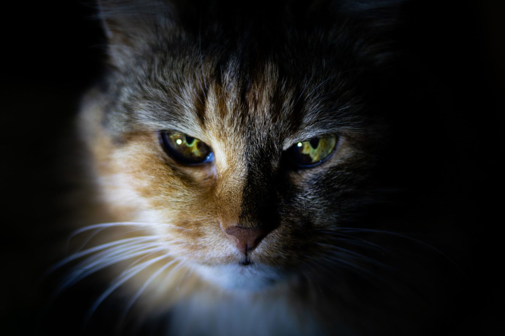cat, cats