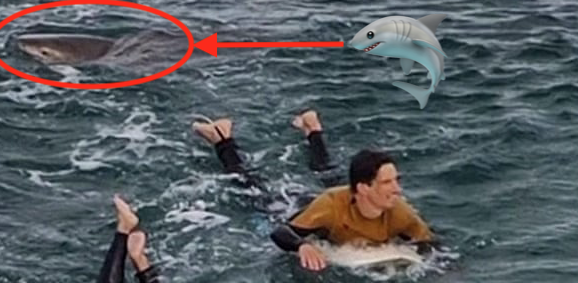 shark