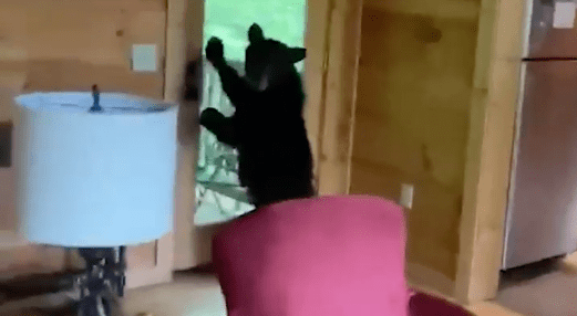 bear, beer, snacks
