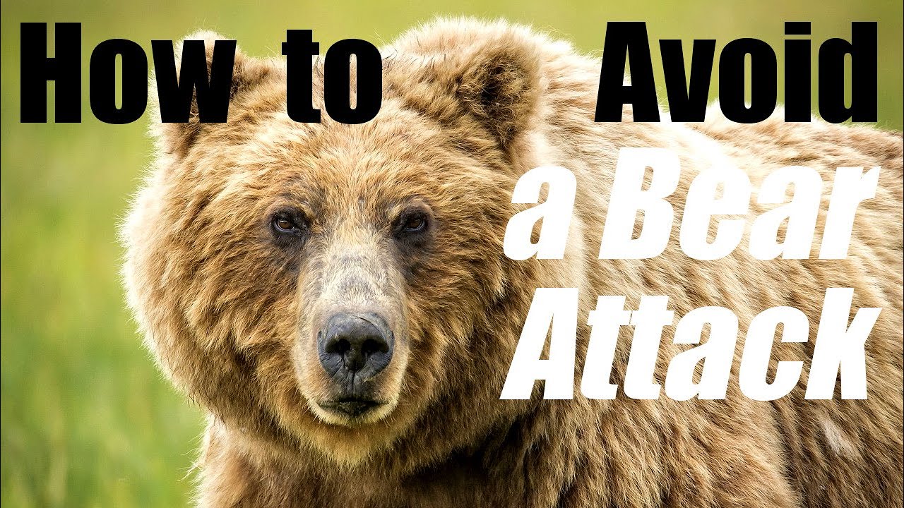 bear attack