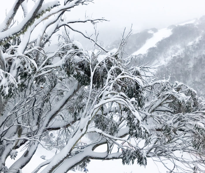 Australian Snowgum Trees