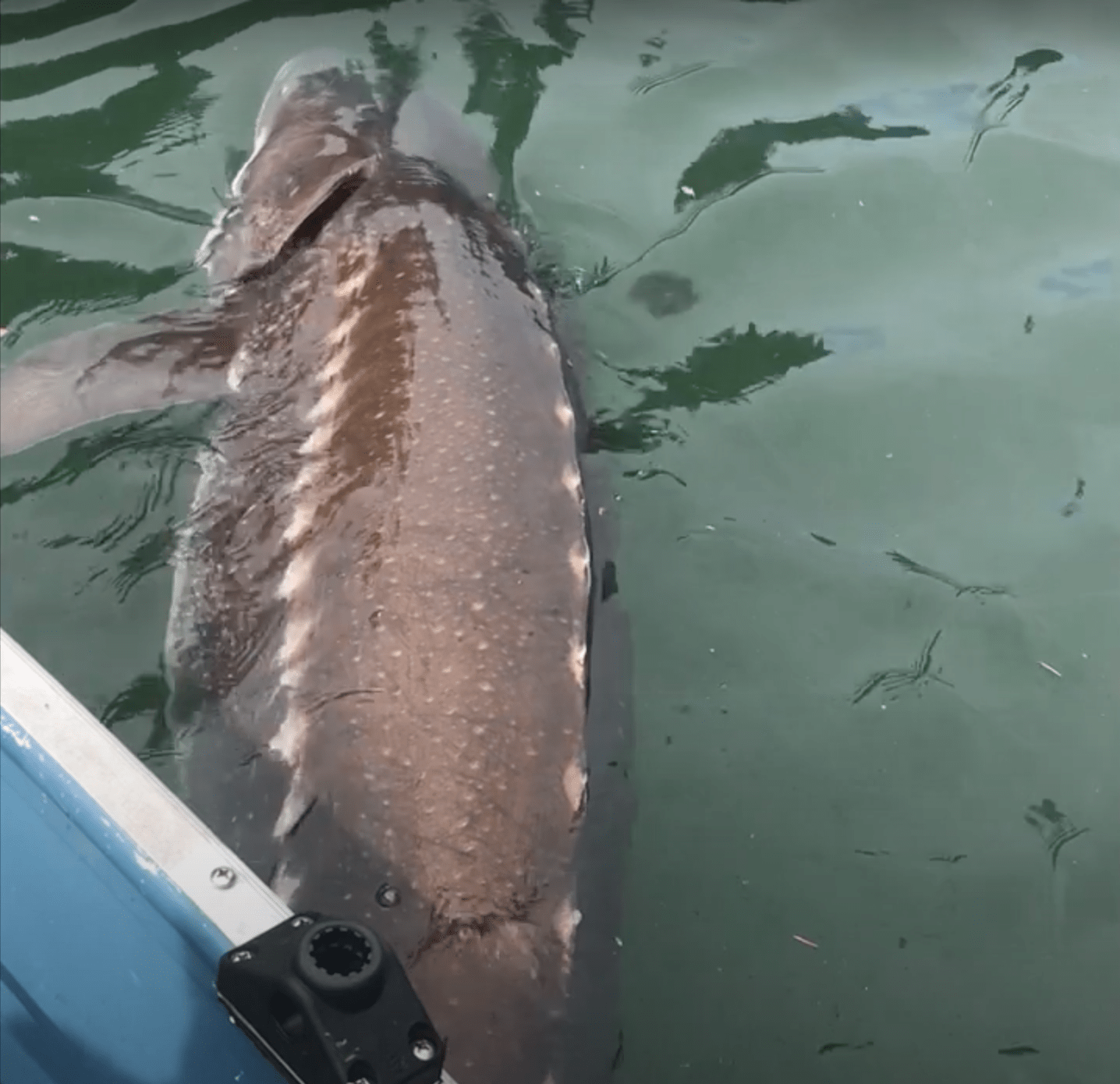 giant sturgeon