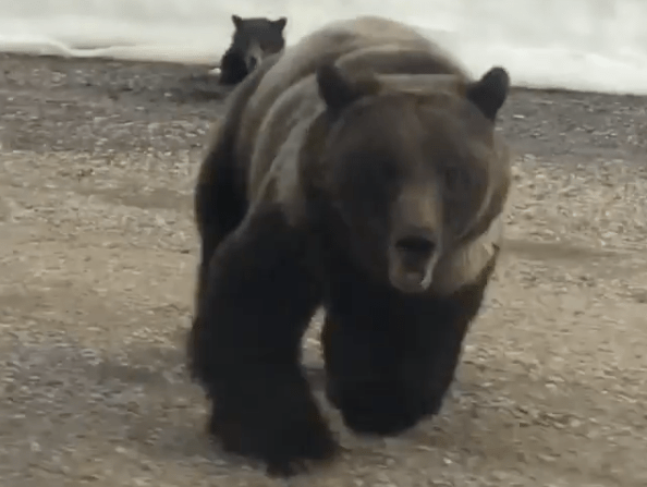 grizzly bear, charges,