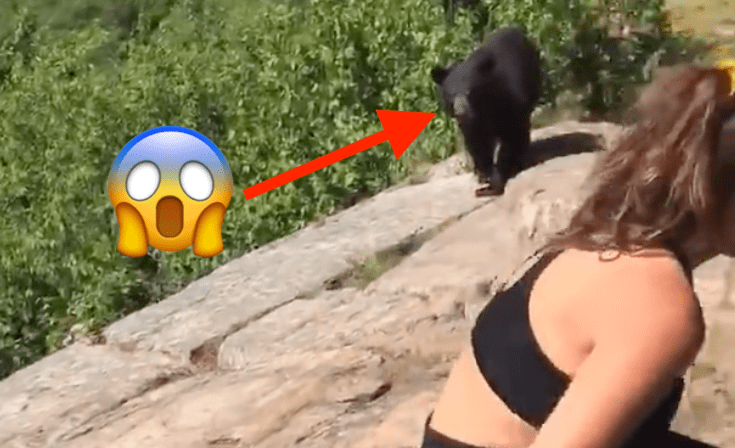 bear,