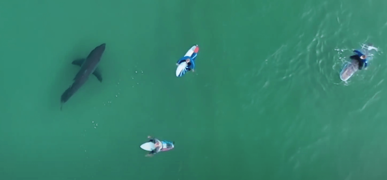 shark,