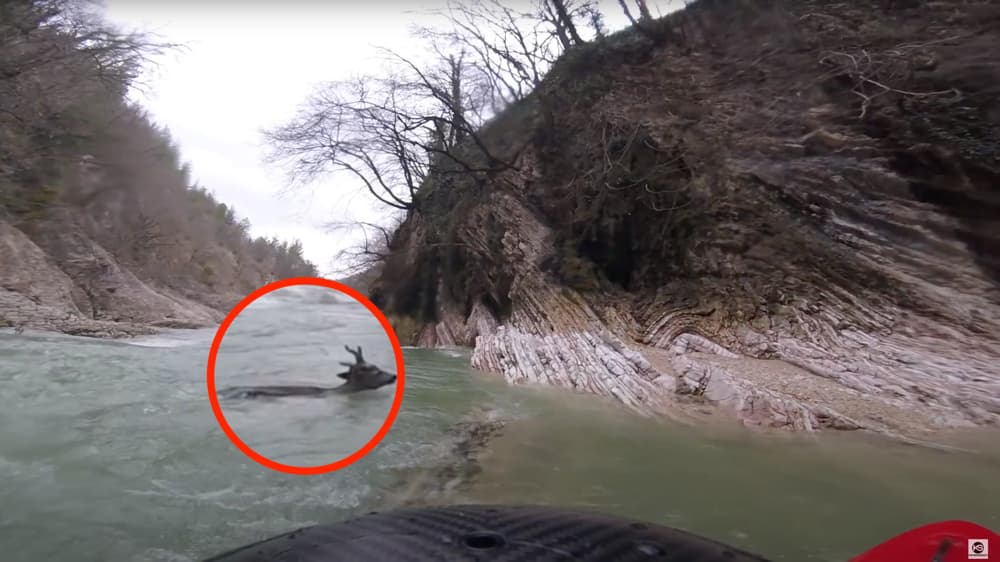 deer, kayaker,