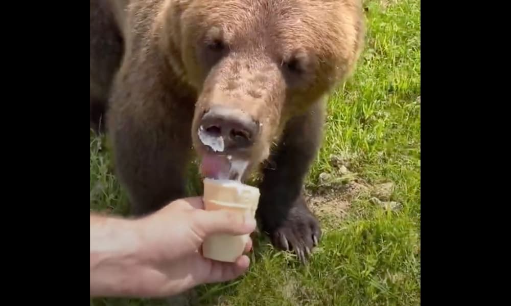 bear, Russia