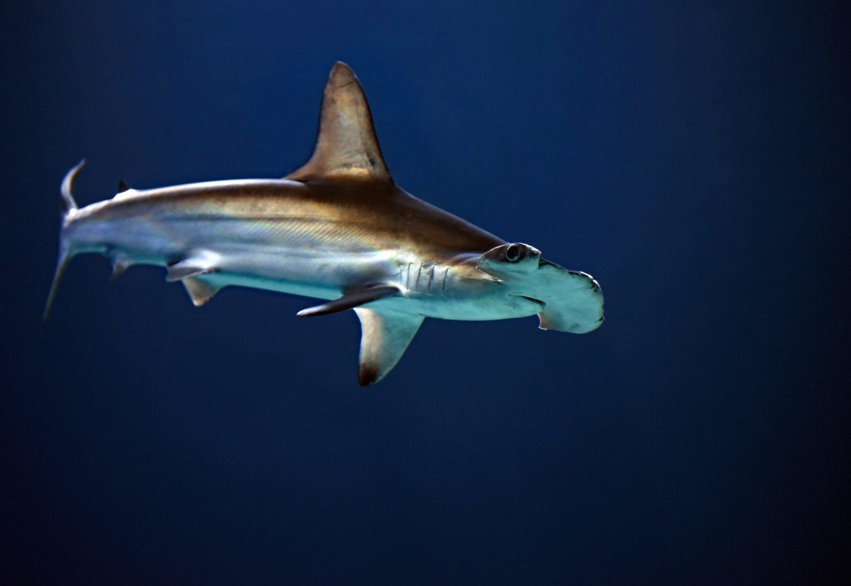 sharks living in volcano