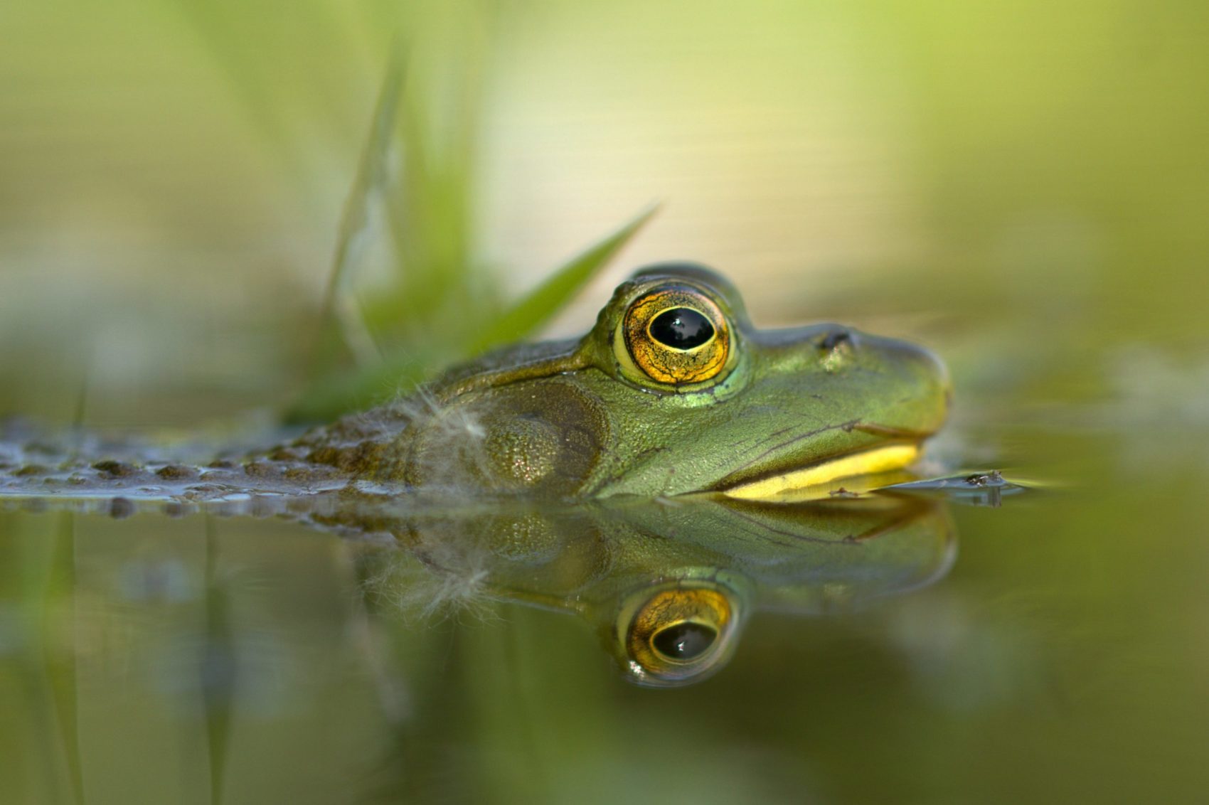 bullfrog for dinner