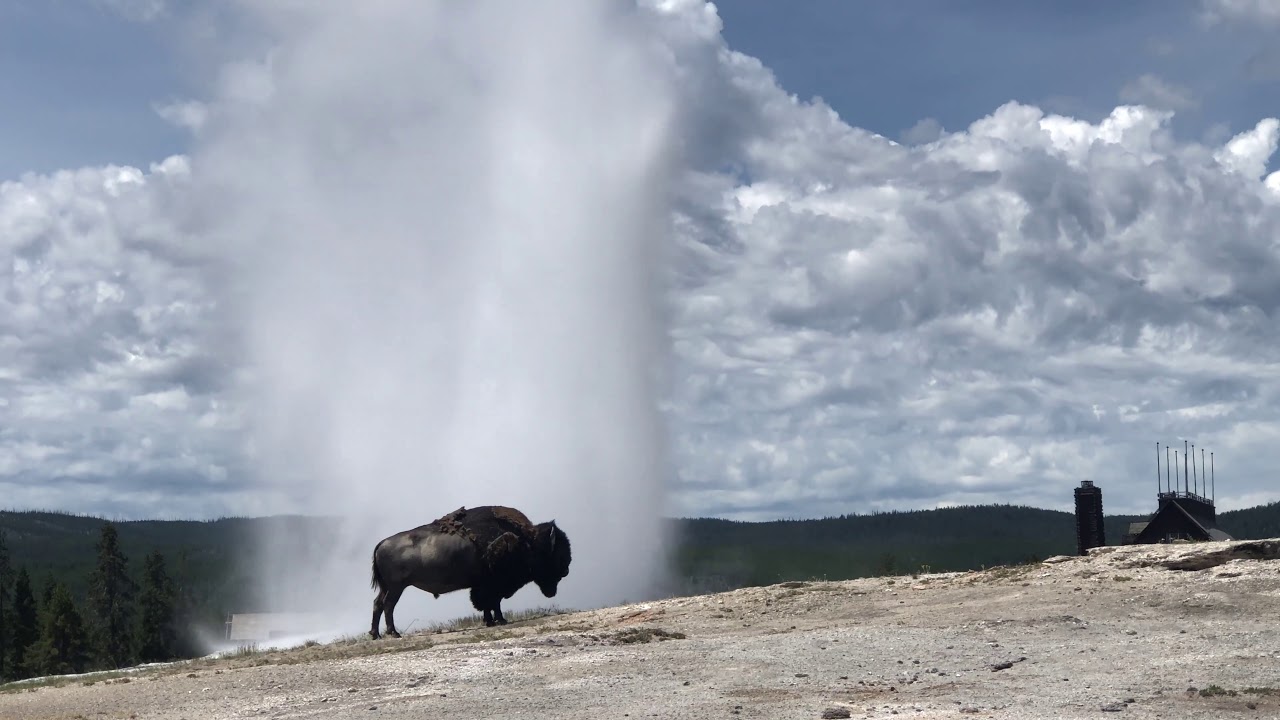 bison, old faithful, geyser, Yellowstone, wyoming,