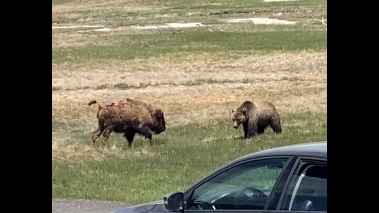 bear, bison, Yellowstone