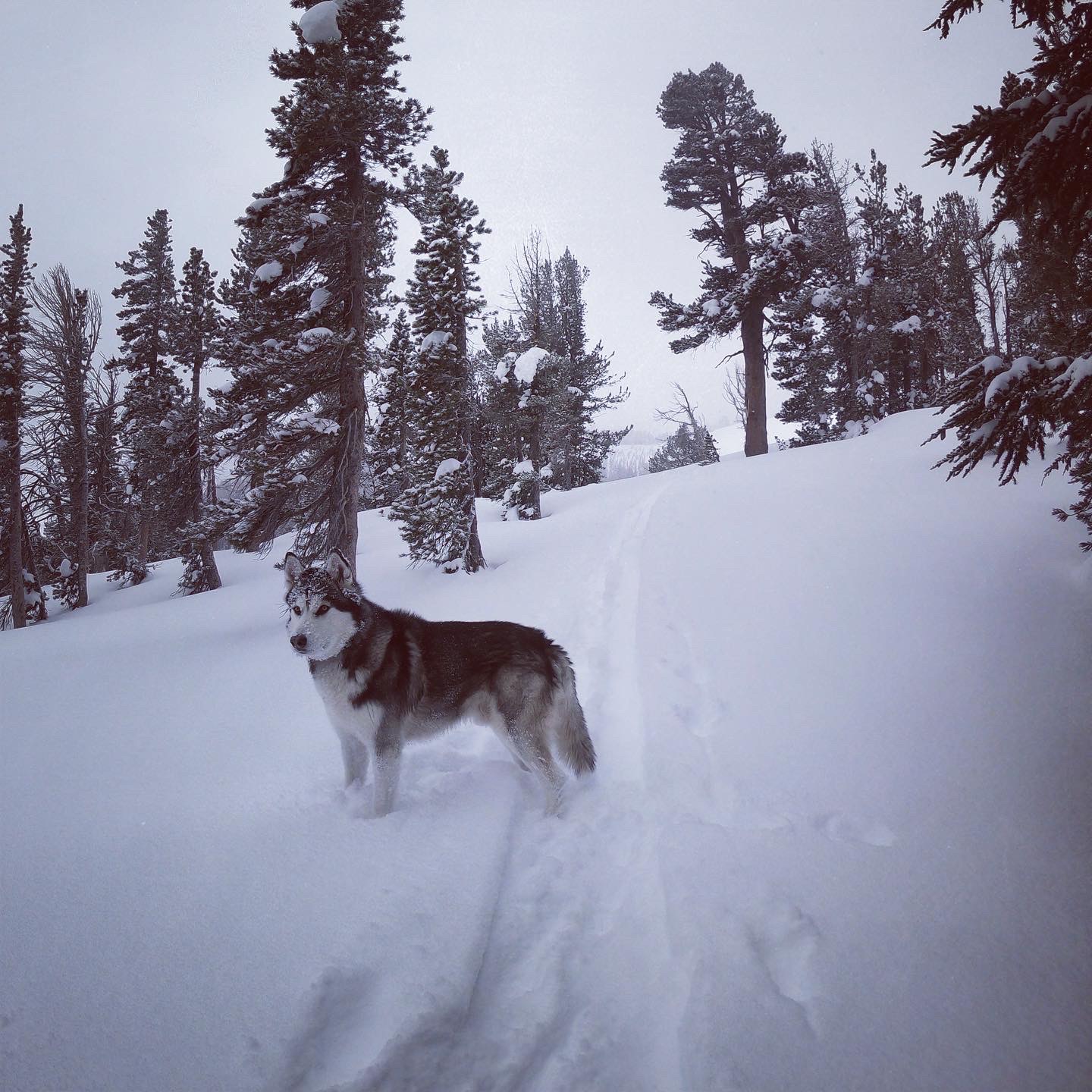 dog in snow