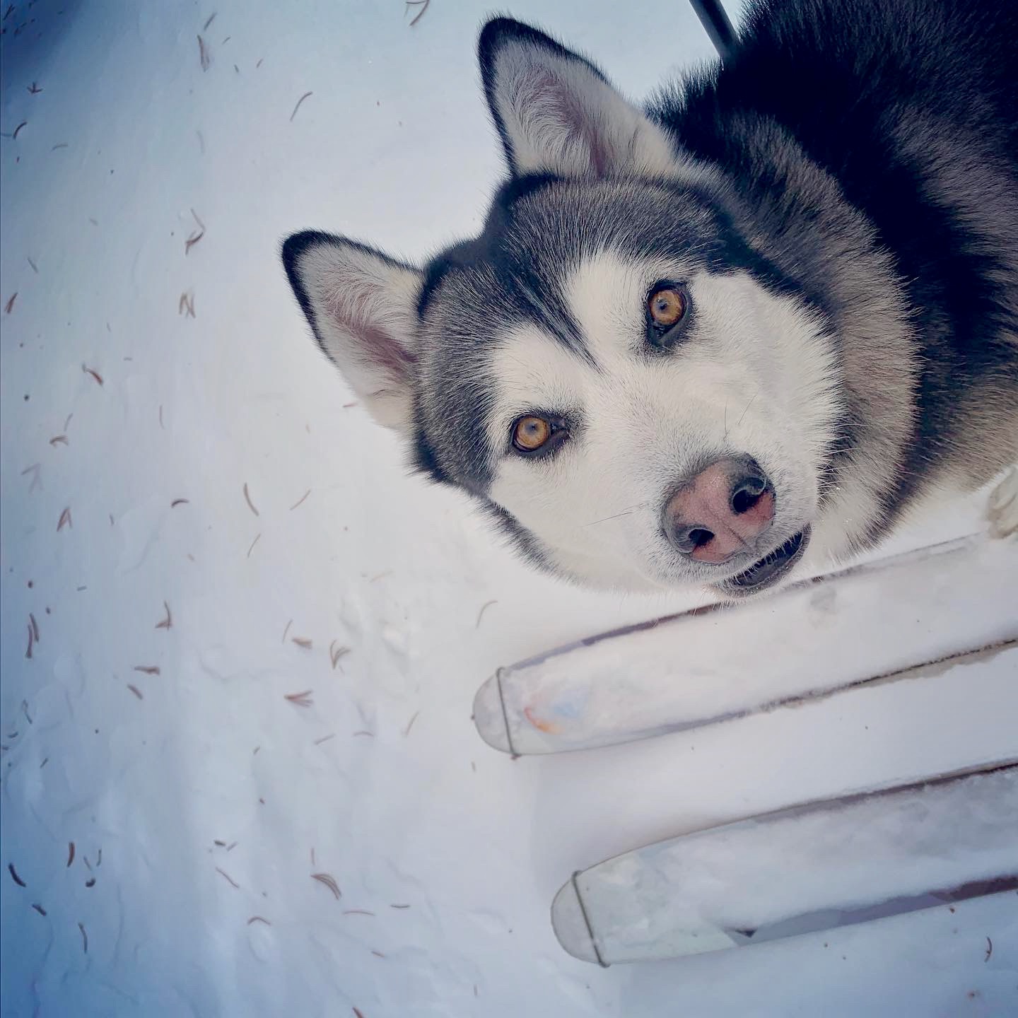 dog and skis