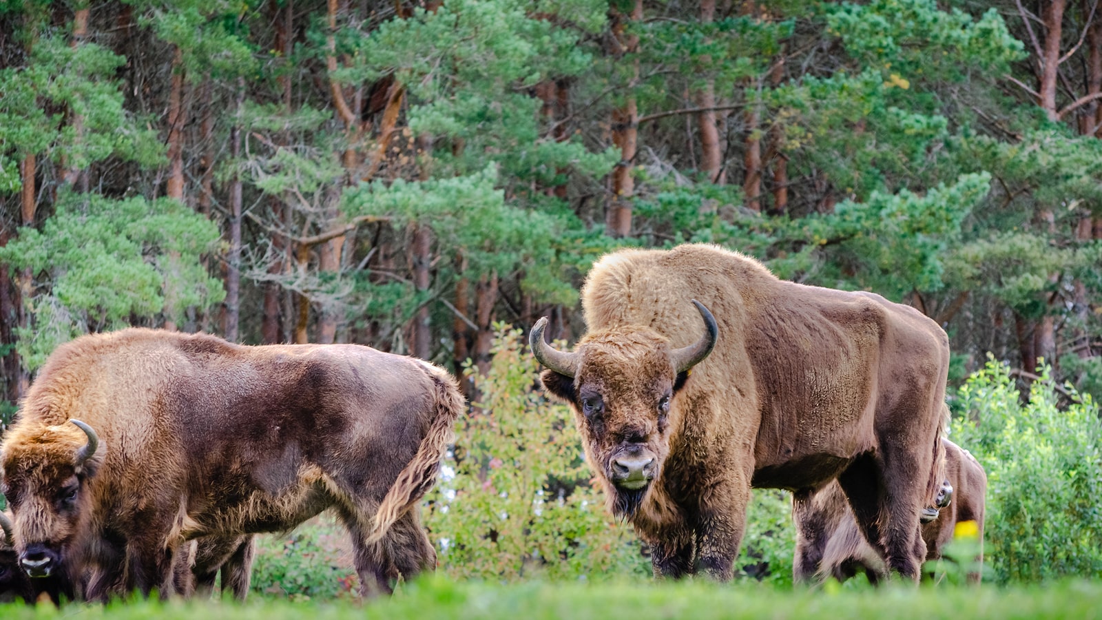 Bison Rescue, European, Romania