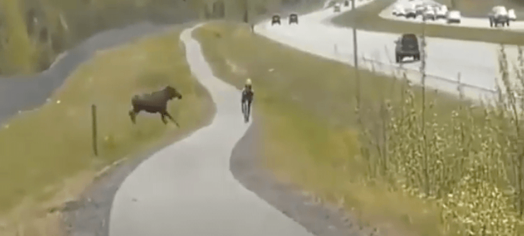 moose, attack, cyclist