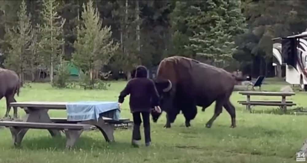 bison, Yellowstone, woman gored