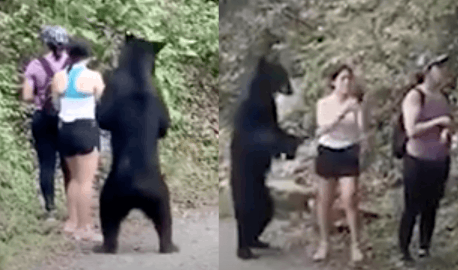 black bear, Mexico