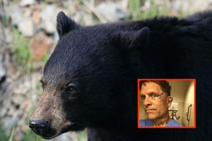 black bear